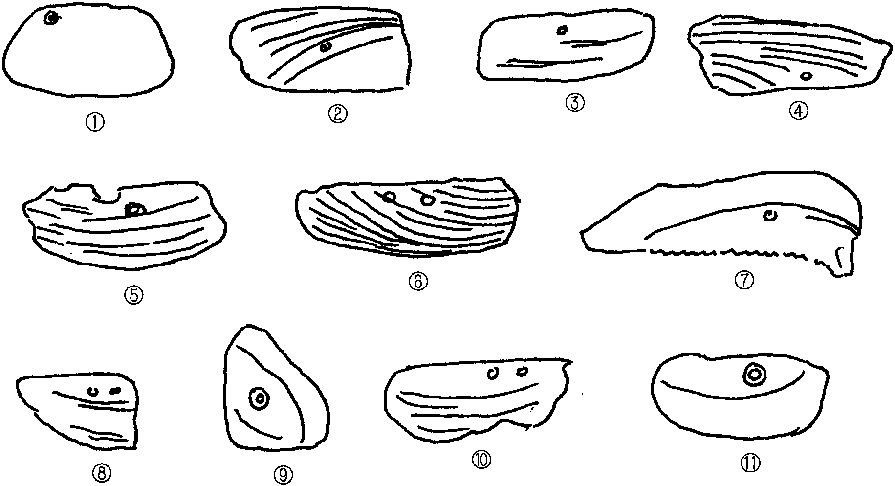 石器時(shí)代的蚌制農(nóng)具